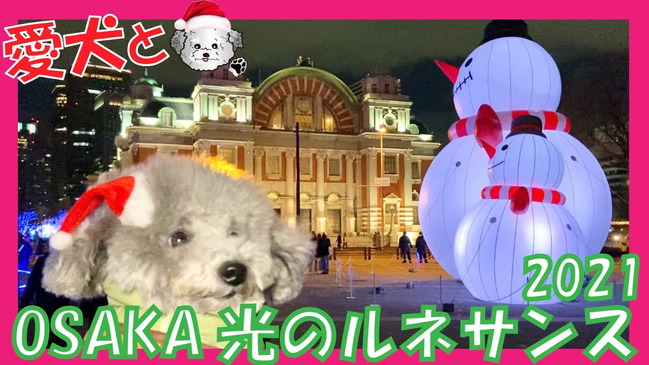 【OSAKA光のルネサンス2021】大阪・光の饗宴2021•中之島プロジェクションマッピング、クリスマスイルミネーション、スノーマンに愛犬トルテ感動🎄 （トイプードルのTorte channel)