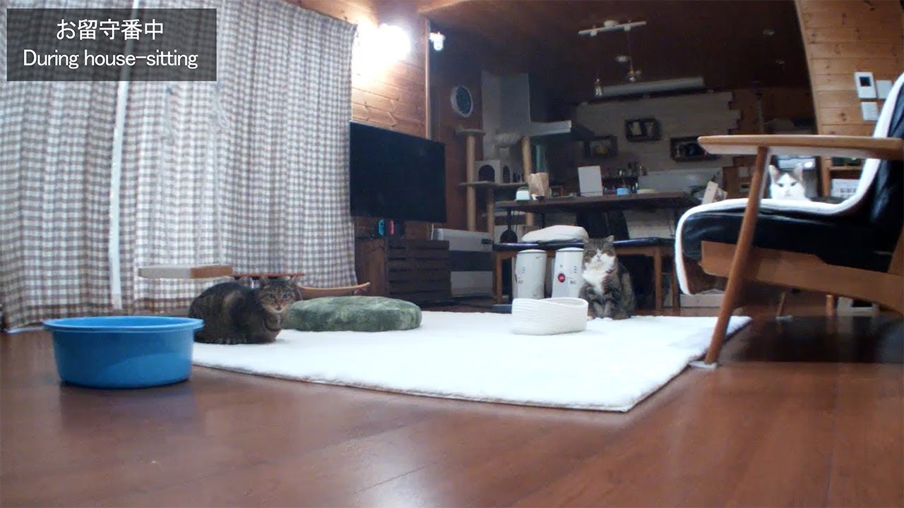 １年ぶりにお留守番するねこ。-Cats-Only House Sitting for the first time in a year.-