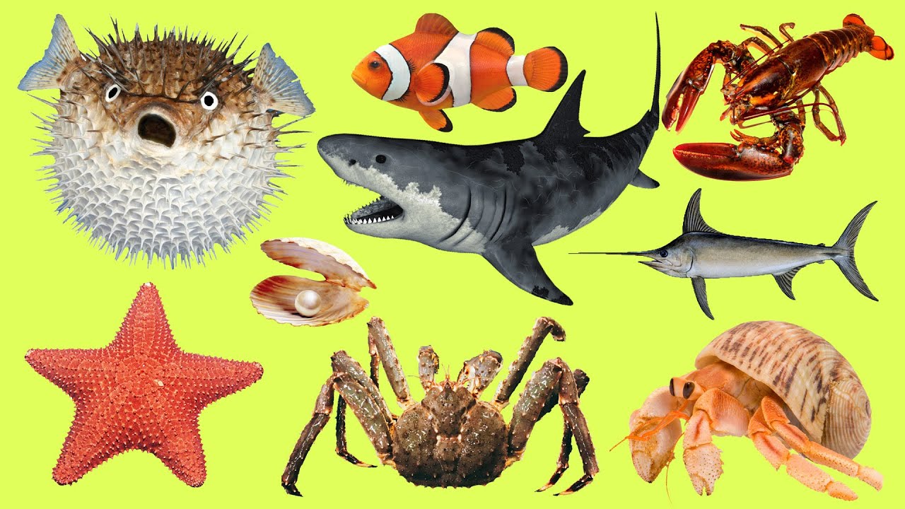 Learn Names and Sounds about Animals in the Ocean  Learn Animals names and Sounds for Kids