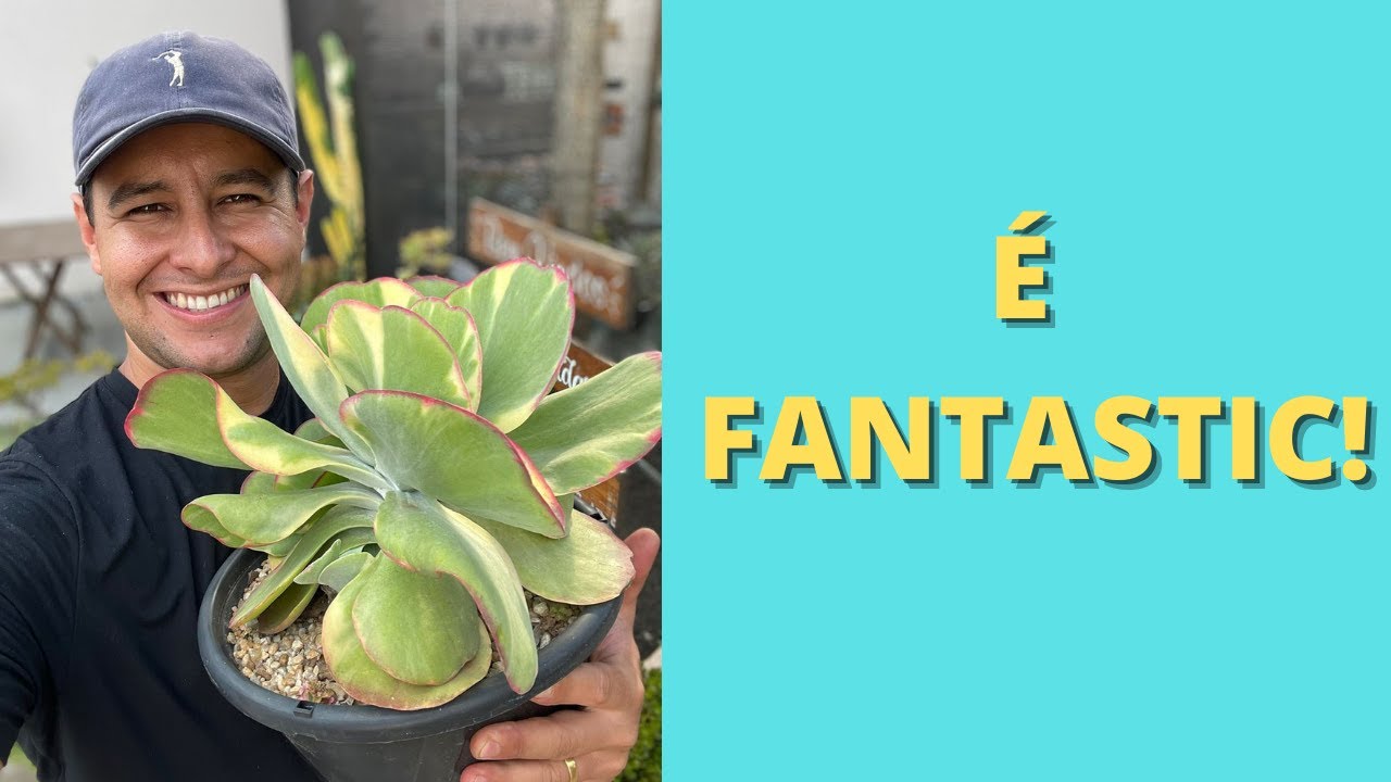 UM VÍDEO FANTÁSTIC🍀 …orelha de elefante variegata🍀