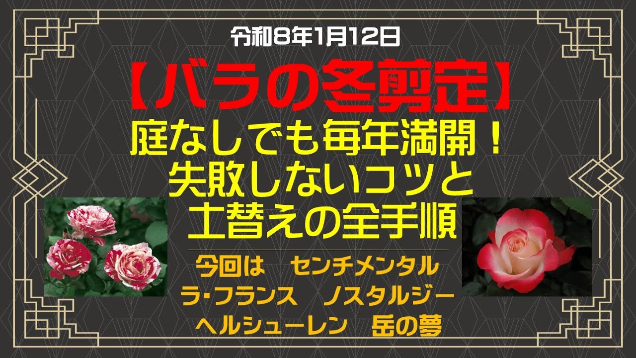 【🌹バラ🌹】庭なしでも毎年満開！失敗しない冬剪定のコツと超カルスNC-Rで再生した土替えの全手順！今回はセンチメンタル・ノスタルジー・ヘルシューレン・岳の夢　他の巻【Flower Vlog309】