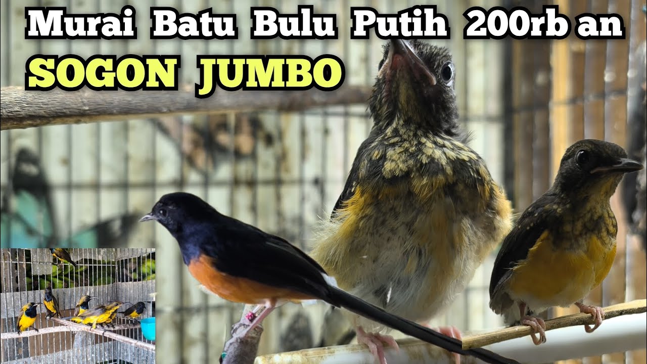 MURAI BATU BULU PUTIH 200rb an‼️ SOGON JUMBO‼️