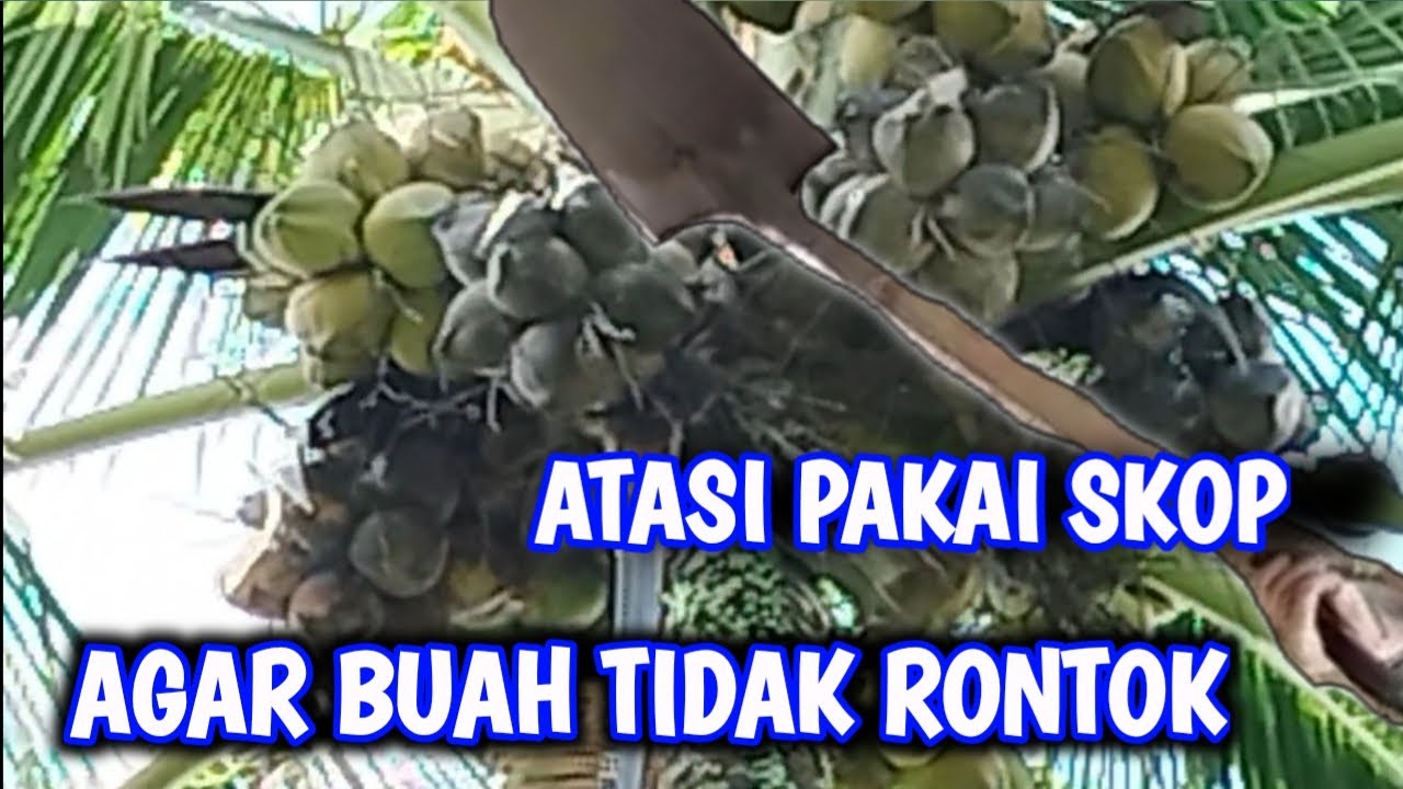 Cara Mengatasi Buah Kelapa Yang Mudah Rontok Menggunakan Cal Ha Dan Biopori