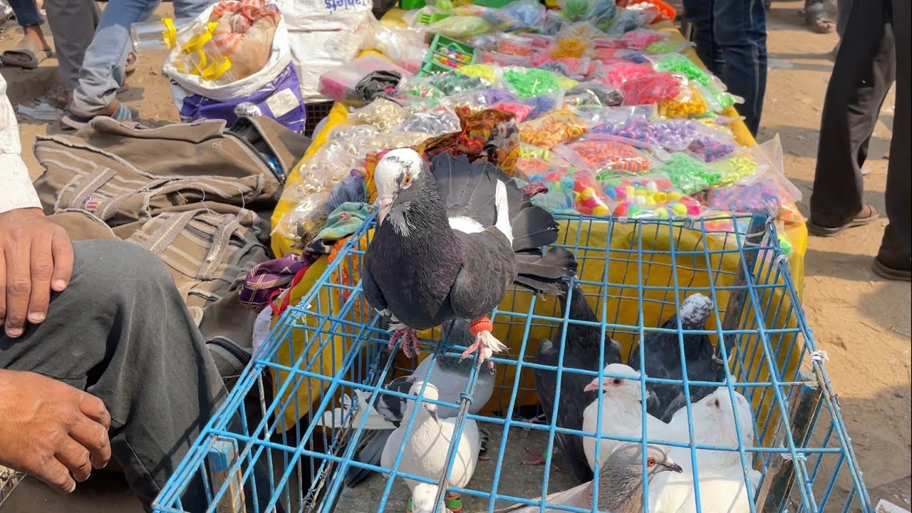 jama masjid kabootar market delhi 29/10/2023 kabutar market Delhi white pigeons