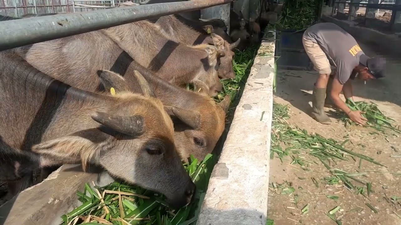 BUDIDAYA KERBAU SECARA INTENSIF PART 2