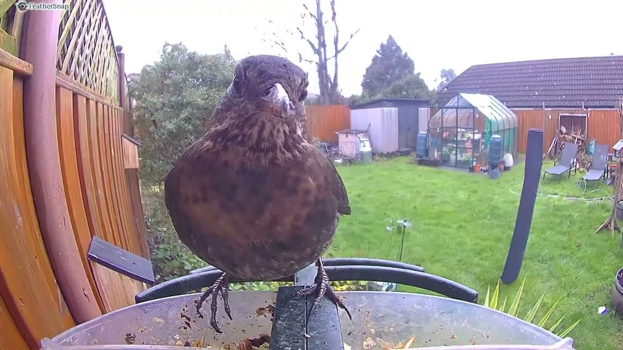 Garden Life, Drama and a Bit of Love • Feather Snap Bird Feeder 