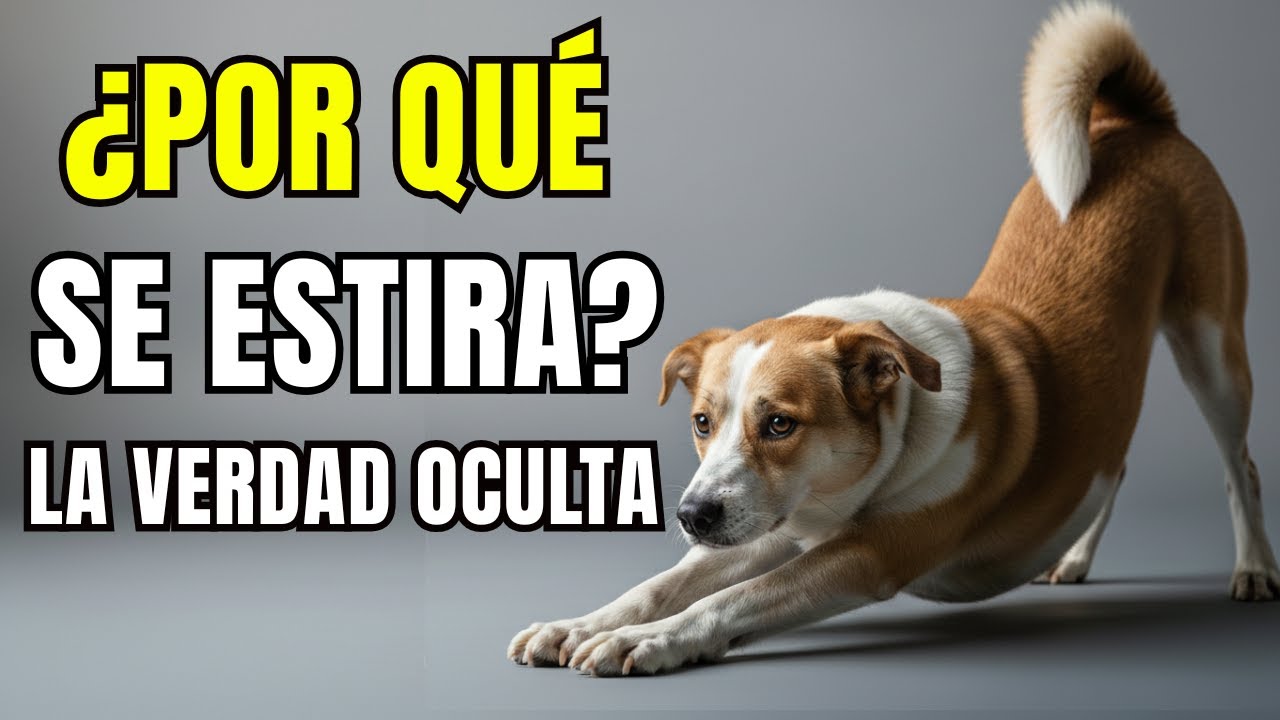 Tu Perro se Estira Cuando Te Ve… Y No Es Lo Que Crees