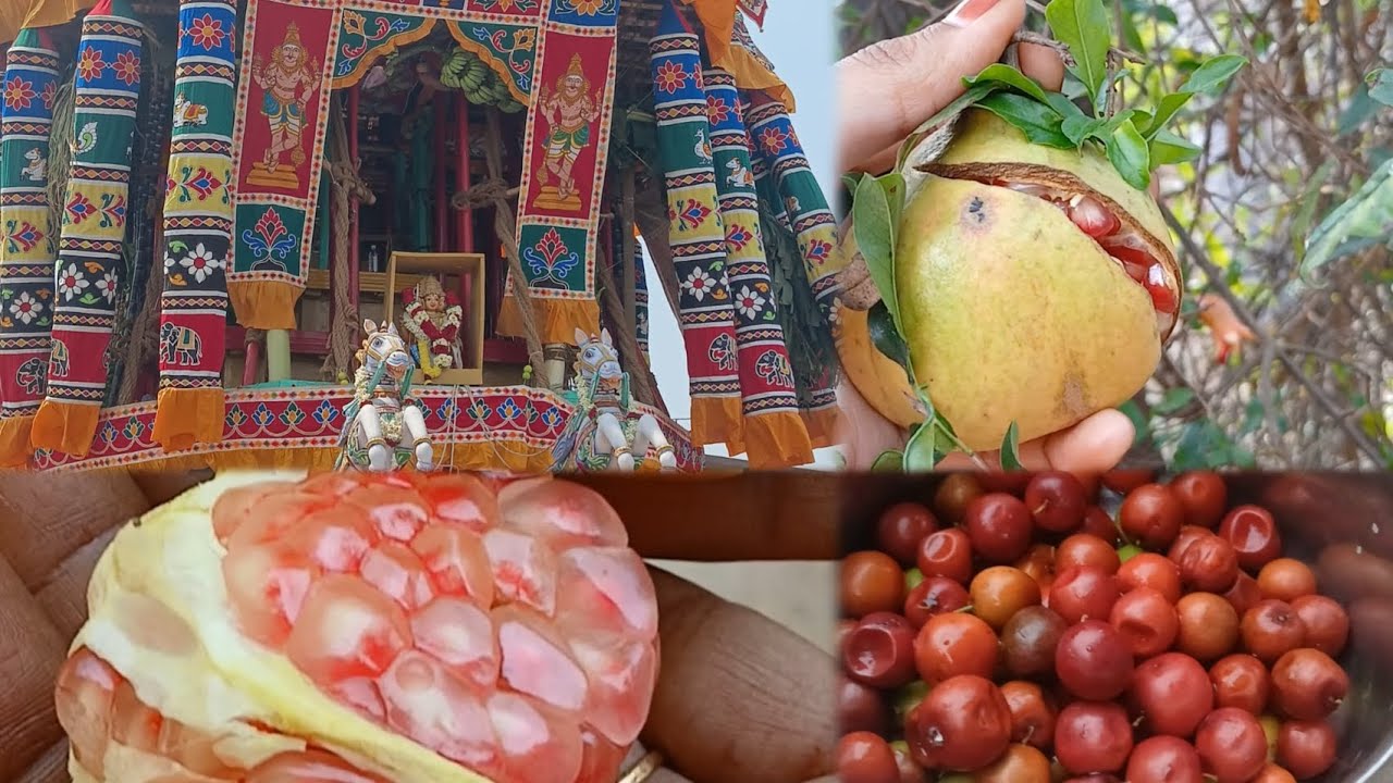 தேர்த் திருவிழாவும் என் வேலைகளும் 💫🌄  #vlog #gardening #videovlog #custardmilk #sundal