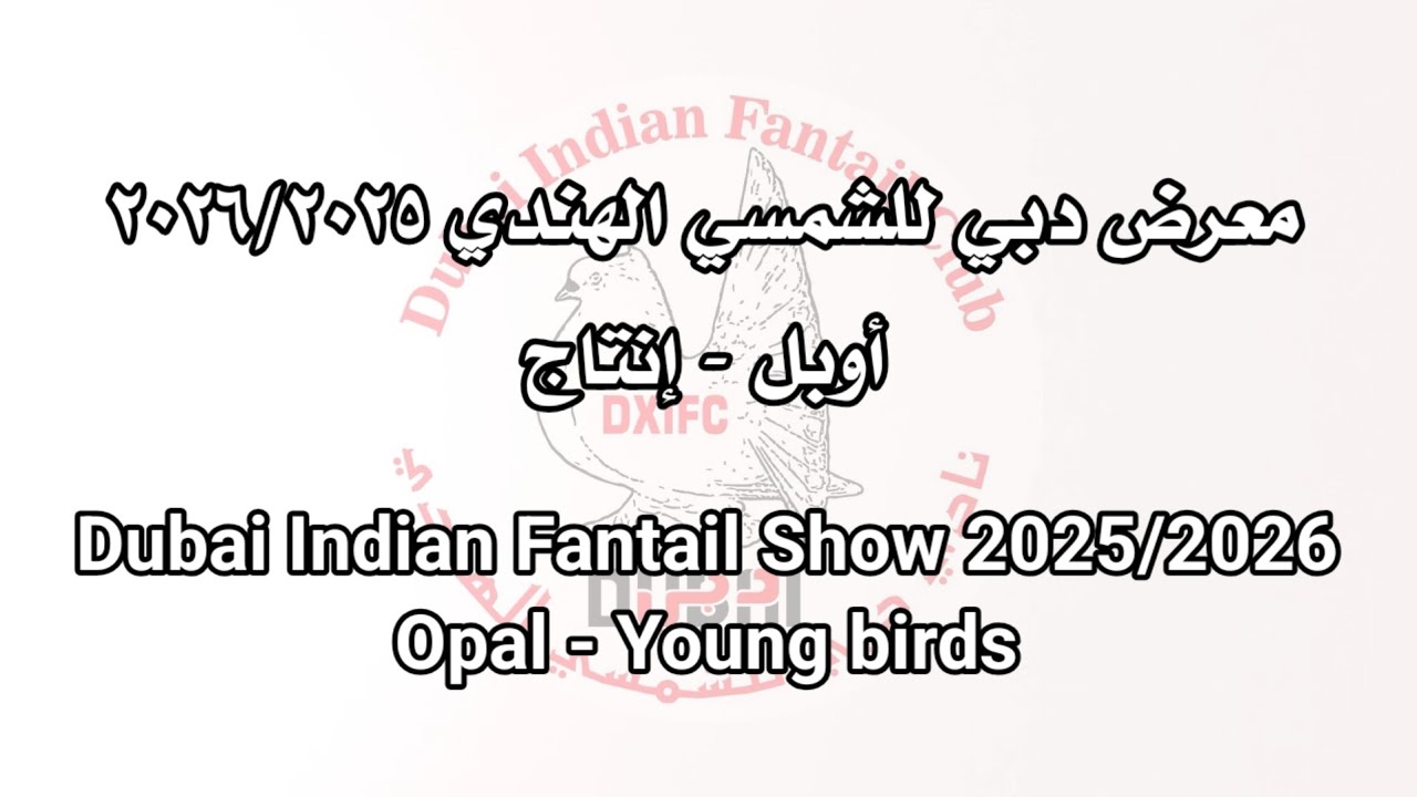 معرض دبي للشمسي الهندي ٢٠٢٦/٢٠٢٥ أوبل إنتاج Dubai  Indian Fantail Show 2025/2026 Opal Young birds
