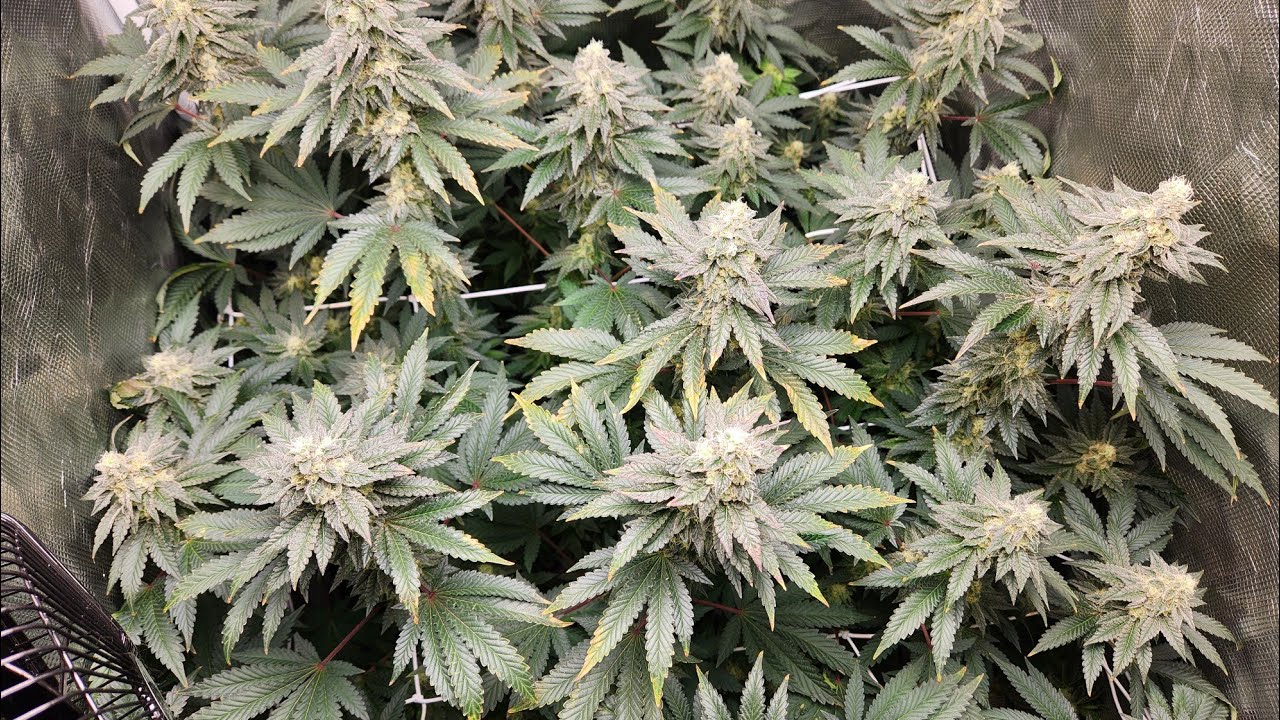 Cannabis flowering stage update day 45 and 48 flowering