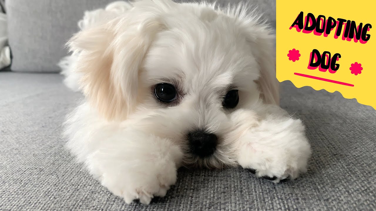 DO THIS BEFORE ADOPTING A DOG! 🐶 (TIPS FOR FIRST TIME DOG OWNERS)