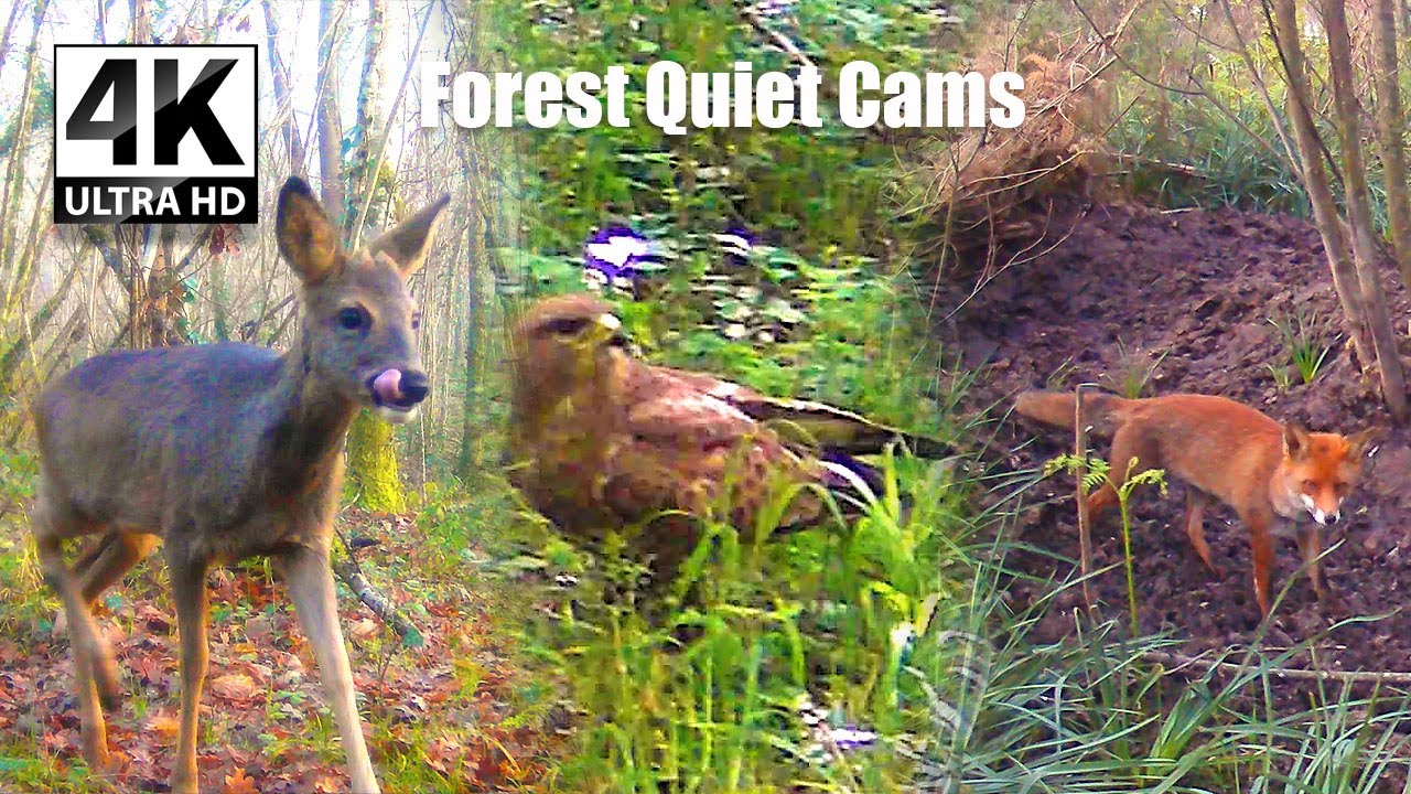 When the Forest Stirs | Night and Dawn Visitors