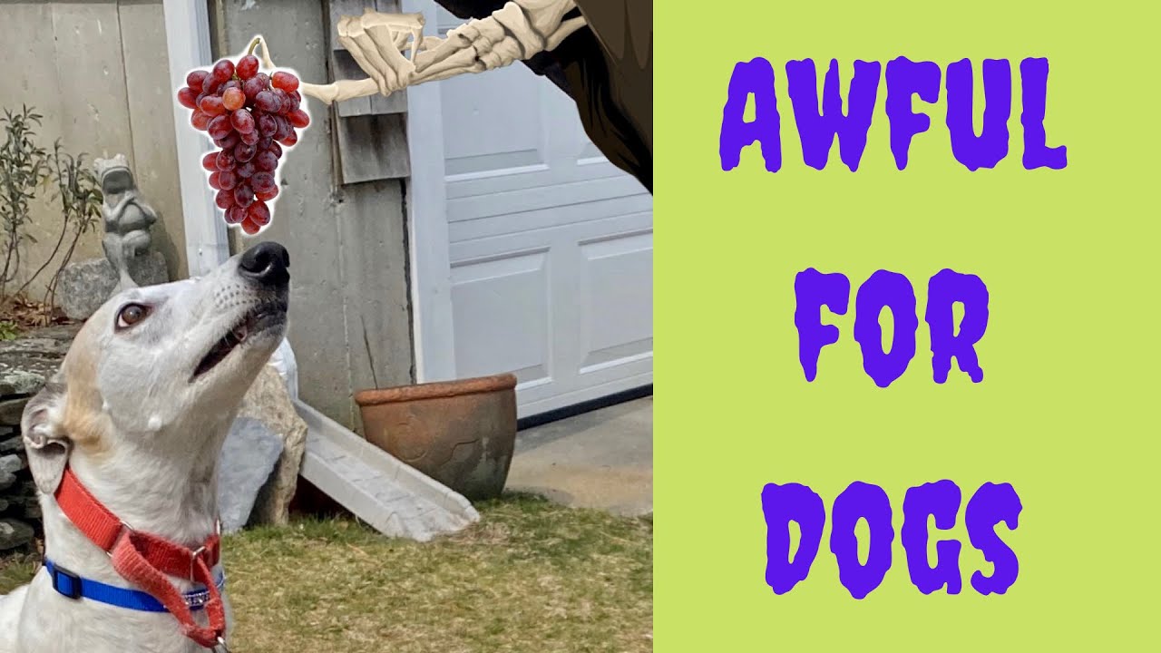 10 Worst Foods for Greyhound Dogs [greyhound adoption guide]