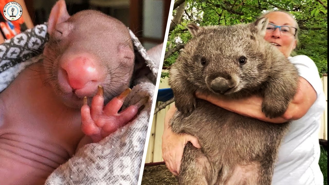 Tiny pink blob raised by women now looks like giant adorable bear