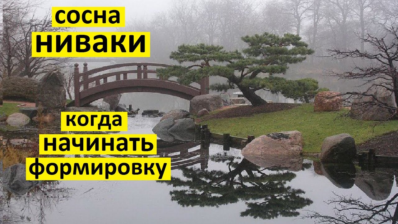 Когда начинать формировку сосны ниваки из сосны обыкновенной.