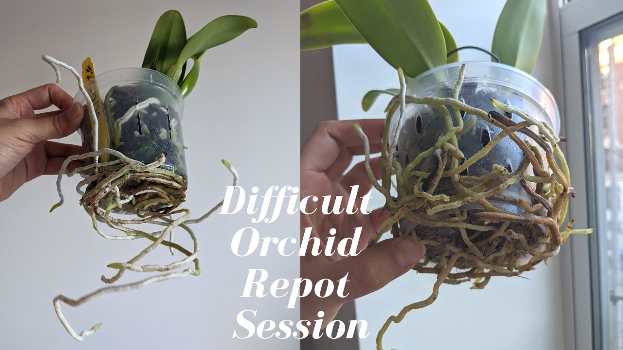 Difficult Orchid Repotting | Protecting & Saving Overgrown Roots - Easy tips for Minimal Root Damage