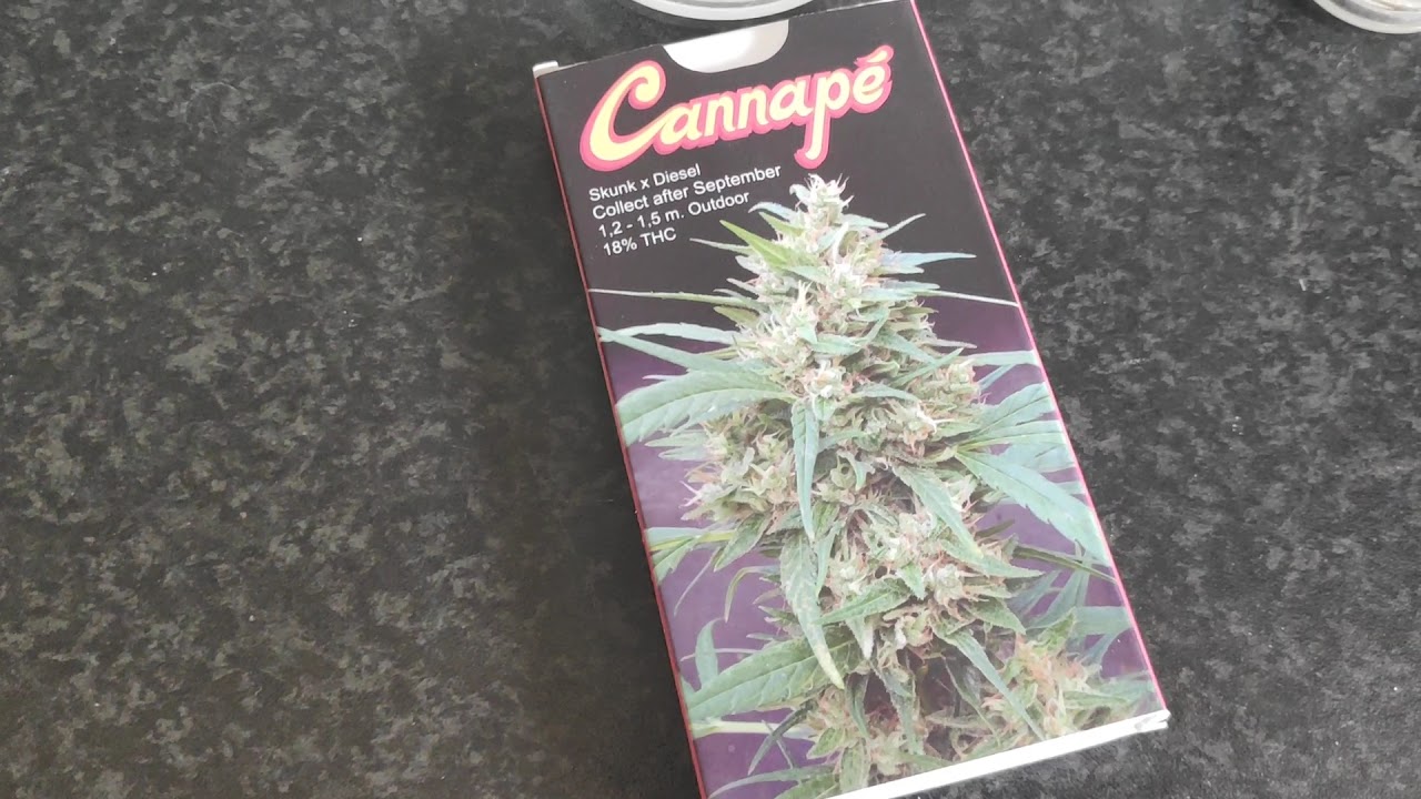 Popping new seeds, Gorilla Glue Auto and Cannape Feminized Photo's