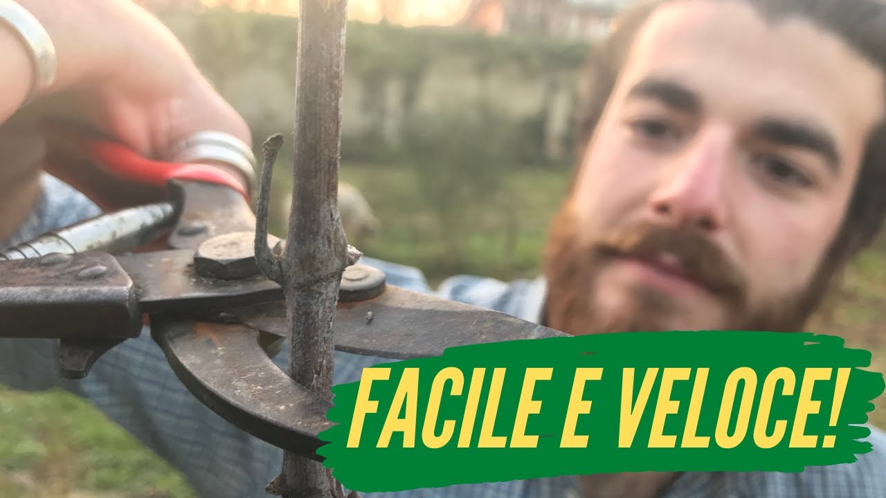 Potatura della VITE a DOPPIO CORDONE SPERONATO