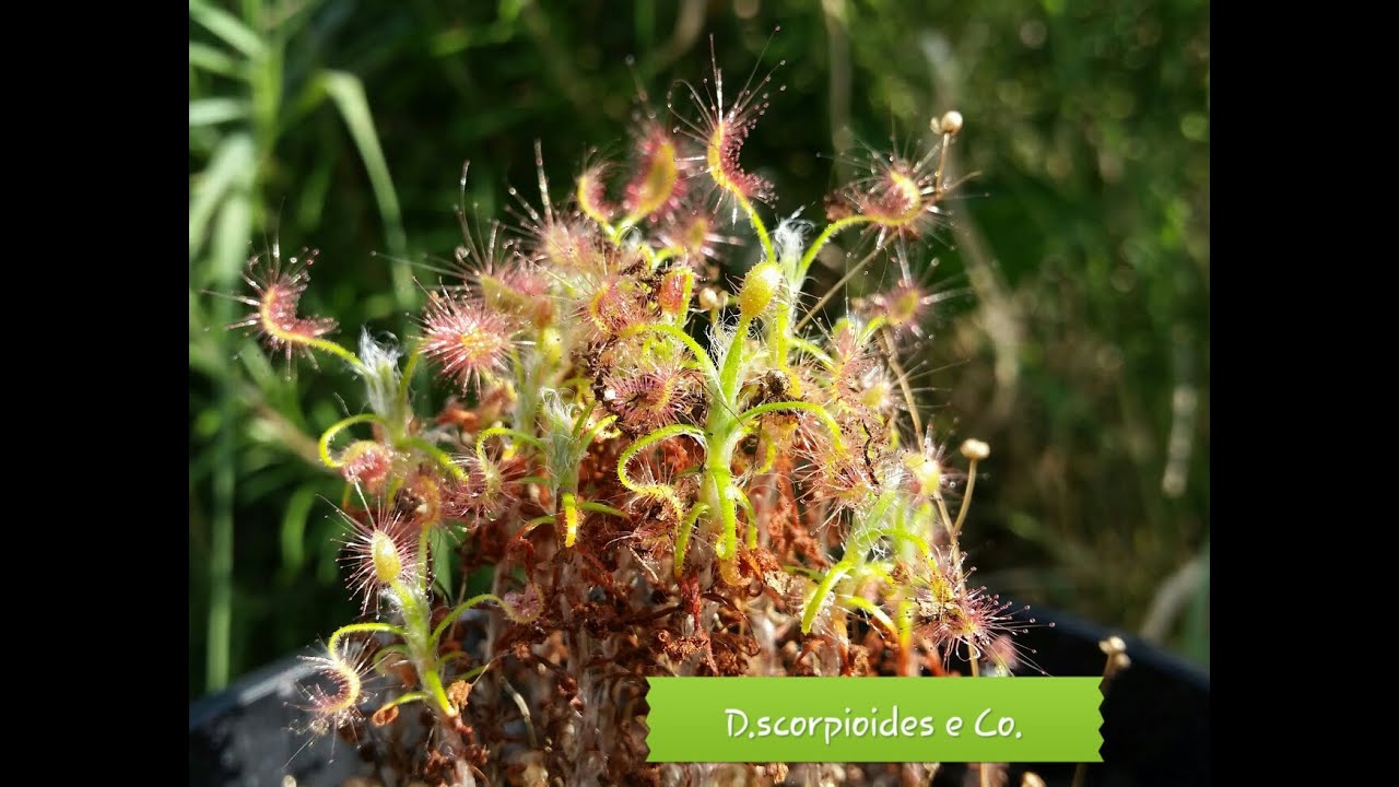 50.  DROSERA: ATTENZIONE SU DROSERA SCORPIOIDES E SEMINA DROSERA CAPENSIS