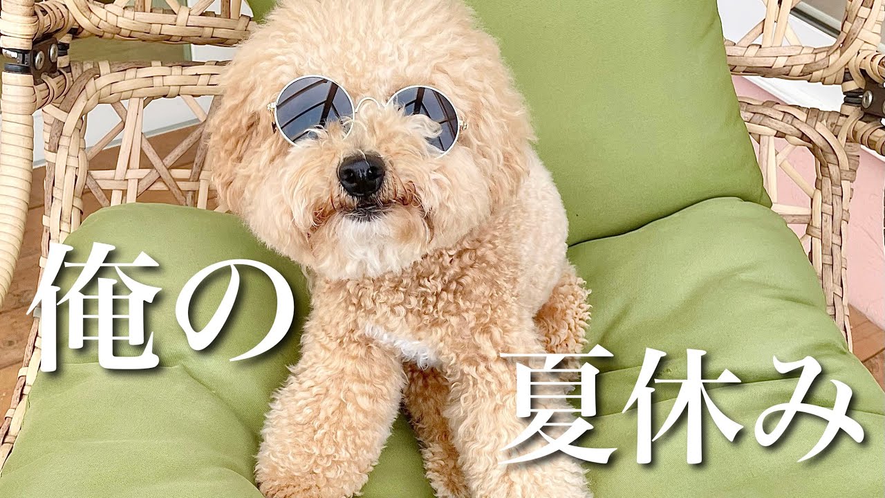 千葉旅行/愛犬とプール付きリゾートで過ごす夏休み【ドギーズアイランド】後編