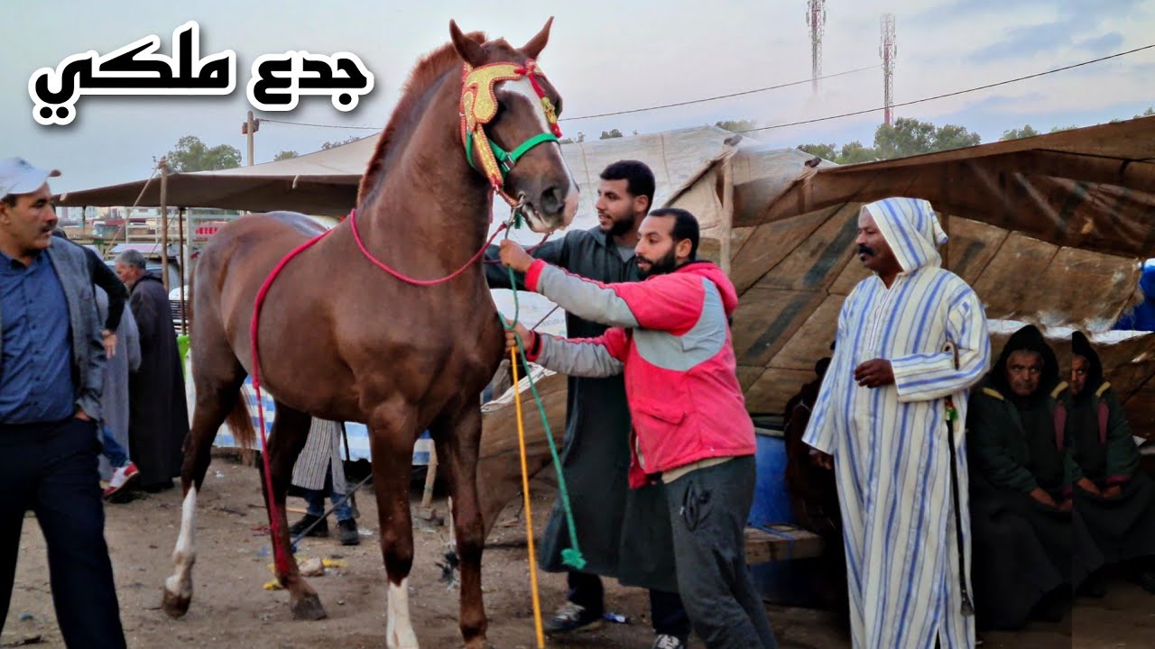 سوق سطات اليوم دخلو خيول في المستوى. عجبني جدع سليماني ملكي تعطات فيه 6 المليون😯