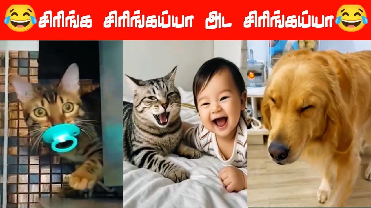 😂🐈🐕 காப்பாத்திட்டான்டா என் கண்ணுகுட்டி 😂🐈🐕#viral #trending #comedy #funnyanimalvideos