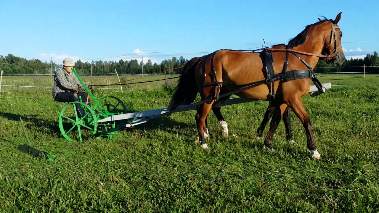 Oscar & Patroon prepare for movie shooting, 2016 august