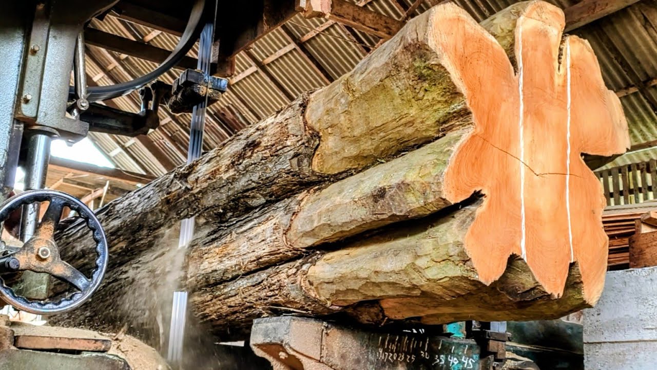 Sawing large teak stumps for luxurious thick planks