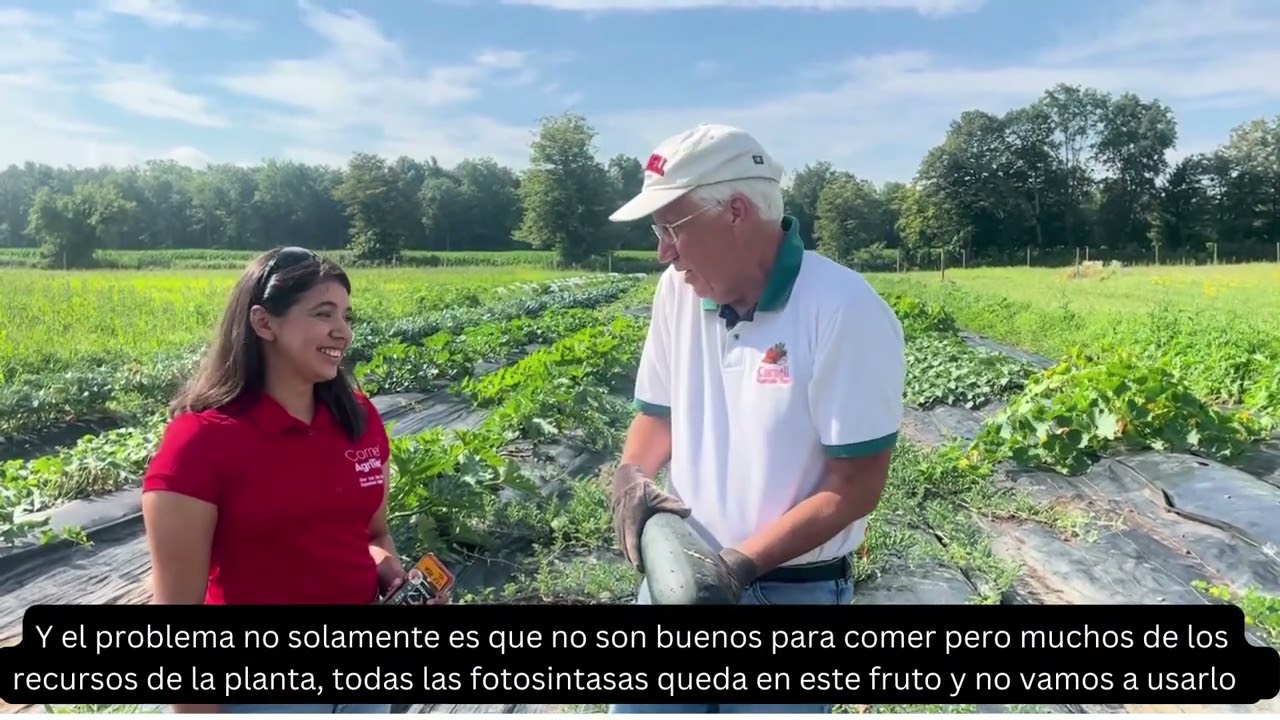 Are my zucchinis ready to be harvested? Learn about the perfect timing