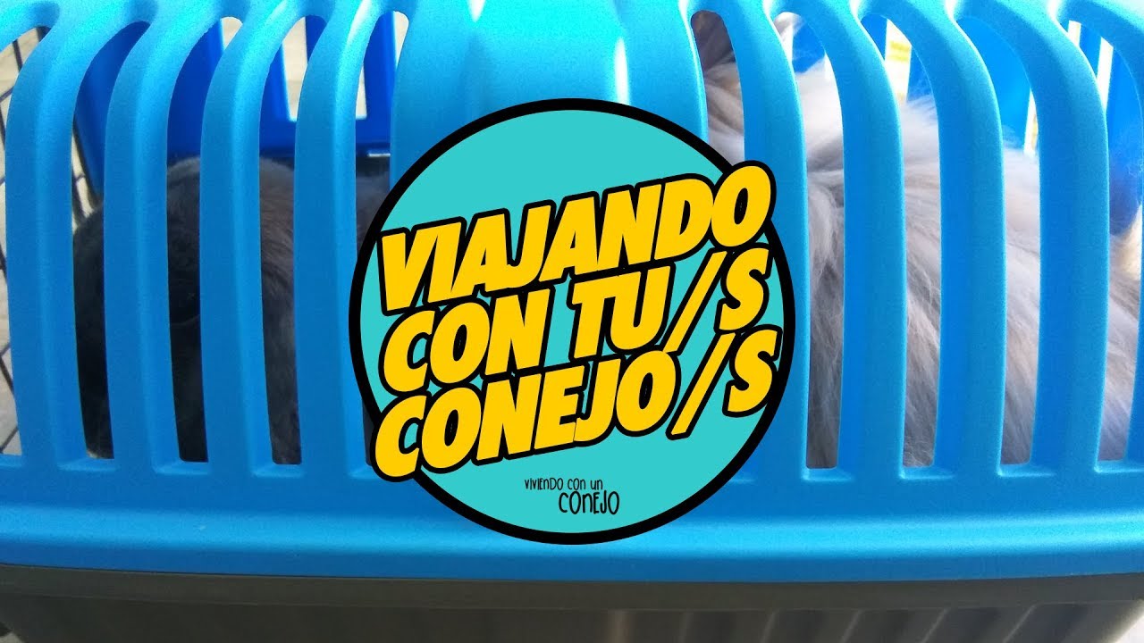 ✈ Como viajar con conejos en avion / tren / coche / barco : consejos y recomendaciones