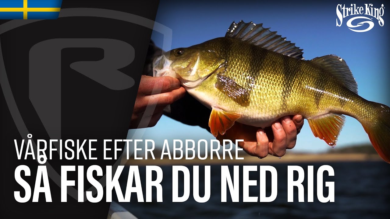 Vårfiske efter abborre - Så fiskar du Ned Rig.  [ENG SUB]