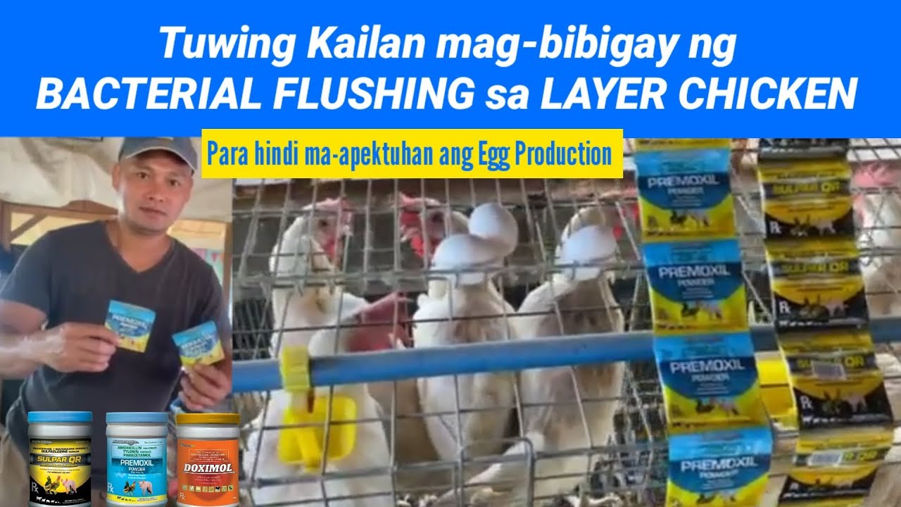 Tamang pagbigay ng BACTERIAL FLUSHING sa LAYER CHICKEN Para hindi ma-apektuhan ang Egg Production