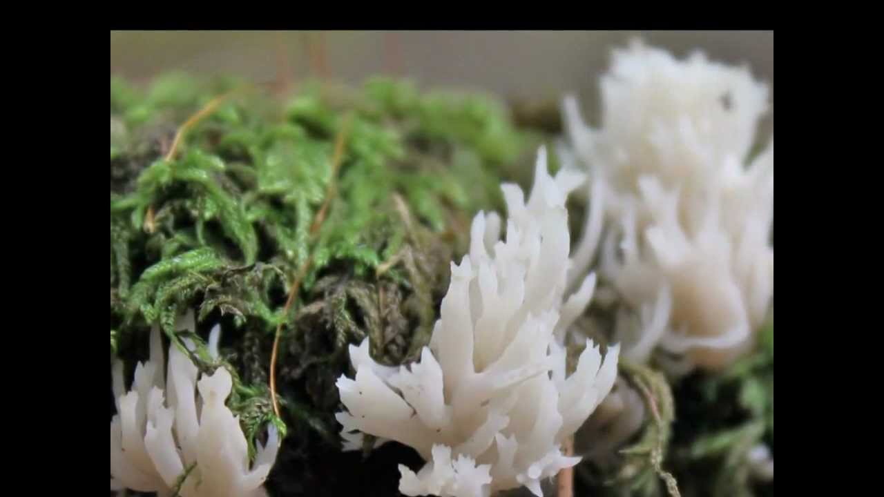 Gemeine  Kamm-Koralle, Clavulina cristata