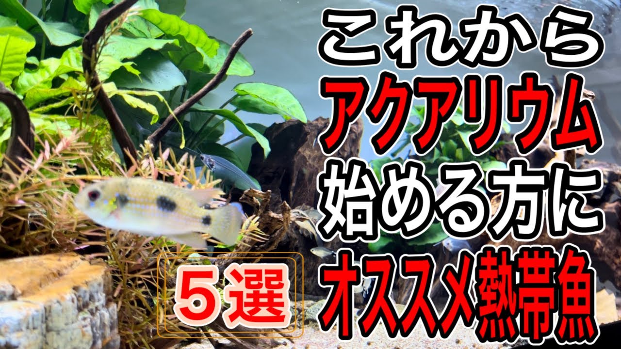 【初心者必見】始めてでも飼育しやすいオススメ熱帯魚5選【淡水魚 アクアリウム】