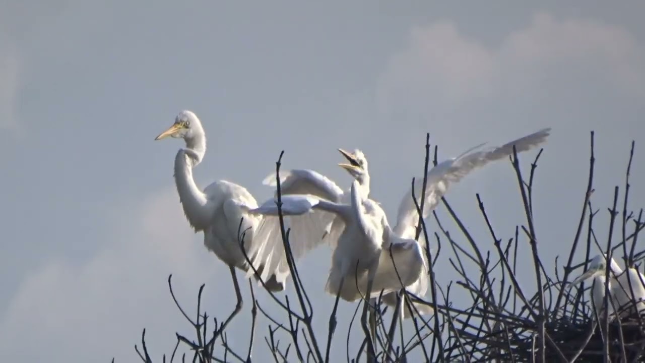 Protected Mangroves, Free Birds (Mangrove Terjaga Burung Merdeka).