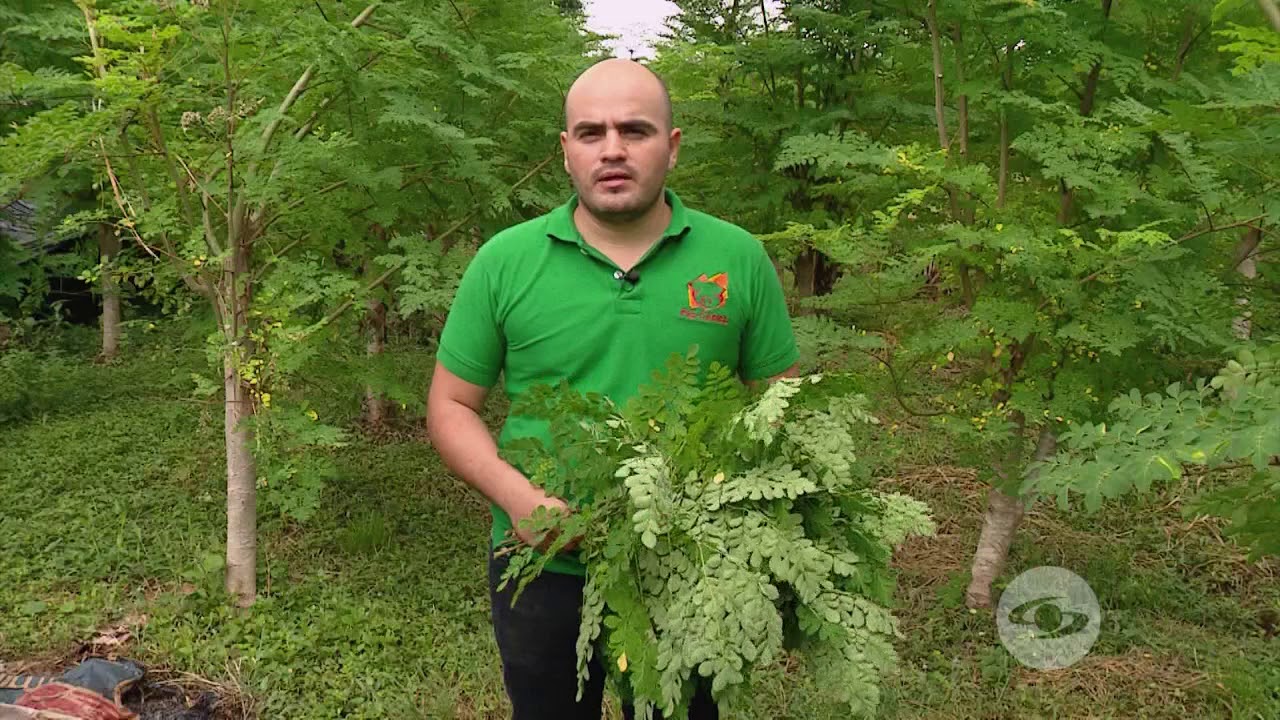 Siembra moringa para suplementar a los cerdos - La Finca de Hoy