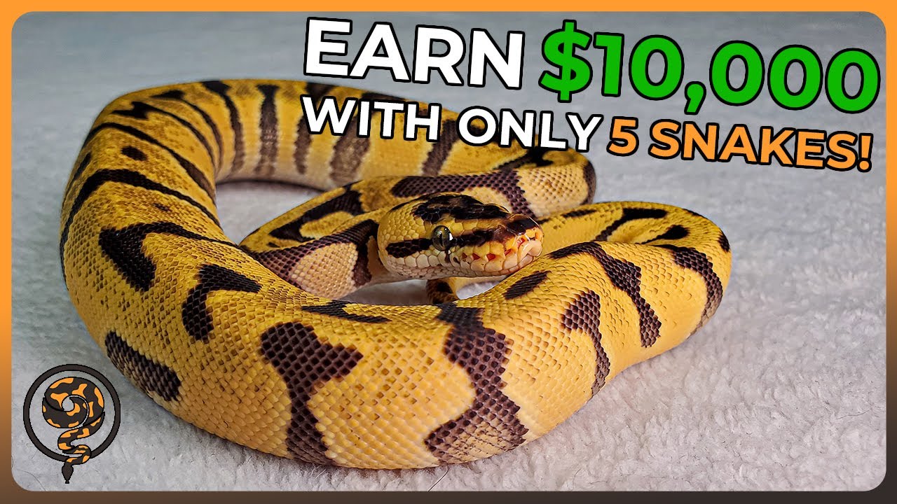 You Could Make $10,000 using ONLY FIVE Ball Pythons!!! ($2500 Budget)