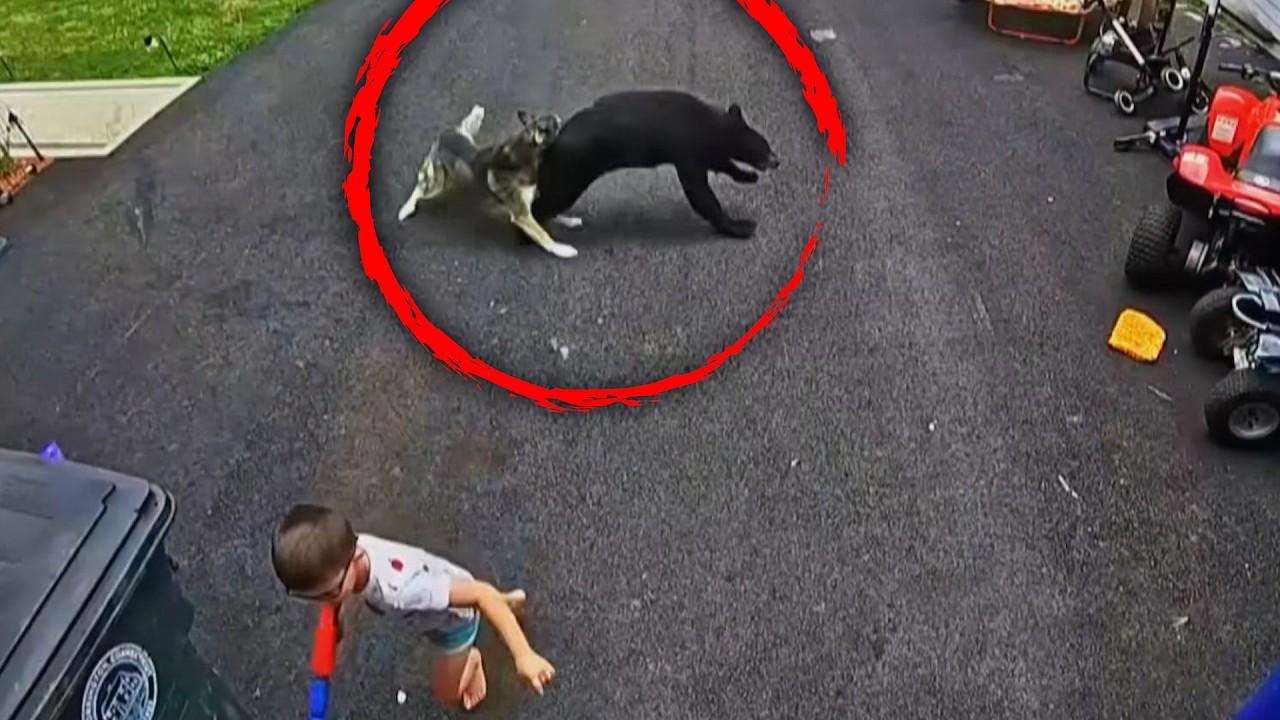 Верный хаски спас 6-летнего мальчика от нападающего черного медведя