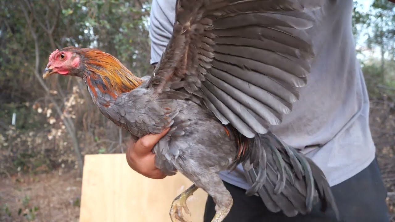 How to make free leashes and tie chords for gamefowl