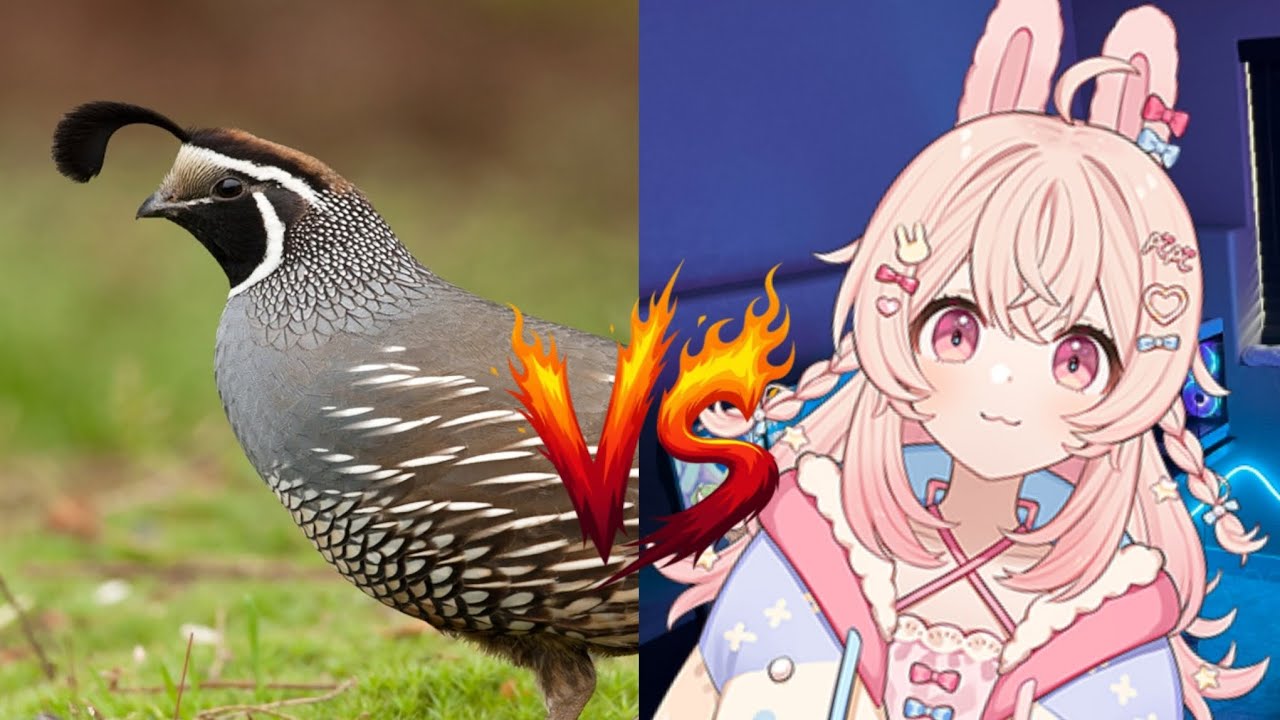 A cute rabbit (Pippa) reacts to a cute quail (Kevin)