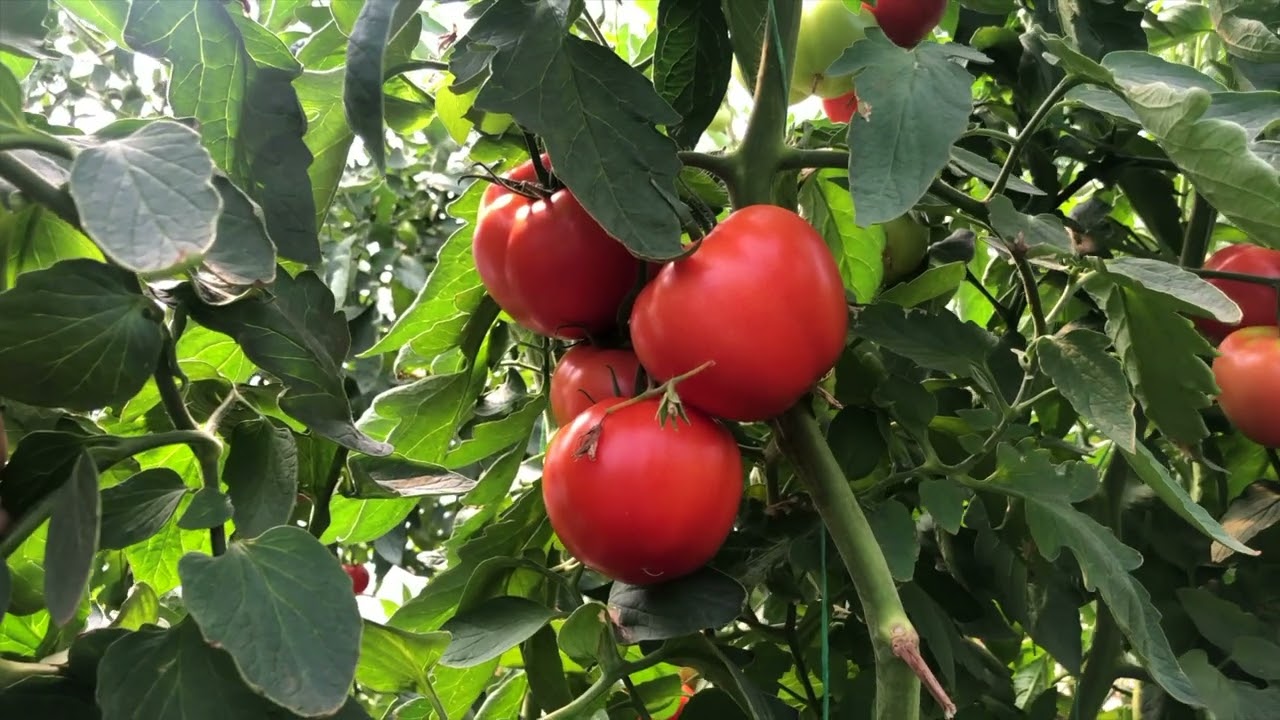 MASKA - Stajkovce ,plastenička proizvodnja krastavaca