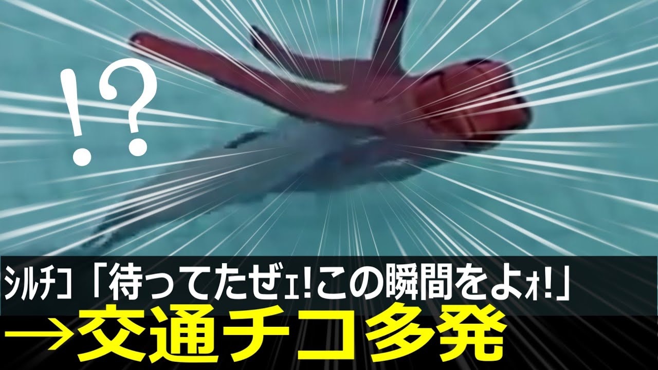 アザラシ幼稚園、悪質運転が横行してしまう　交通チコ勃発で大混乱に
