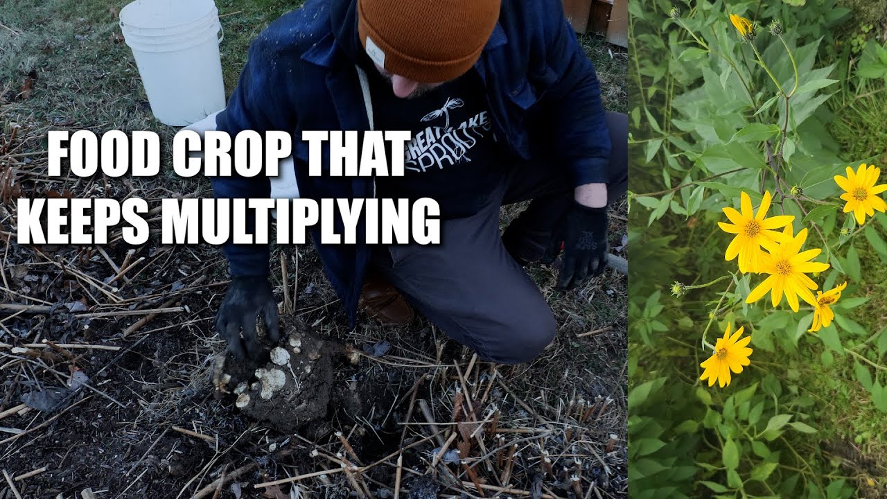 Perennial Crop To Harvest Year After Year! Jerusalem Artichoke (Sunchokes) TOP PREPPER CROP