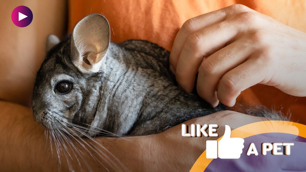 Chinchilas: conheça as companheiras zen para ter em casa!
