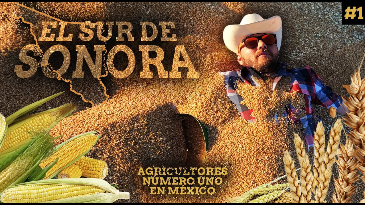 Los PRODUCTORES por excelencia del CAMARÓN, TRIGO Y MAÍZ se encuentran en SONORA | Sur de Sonora #1