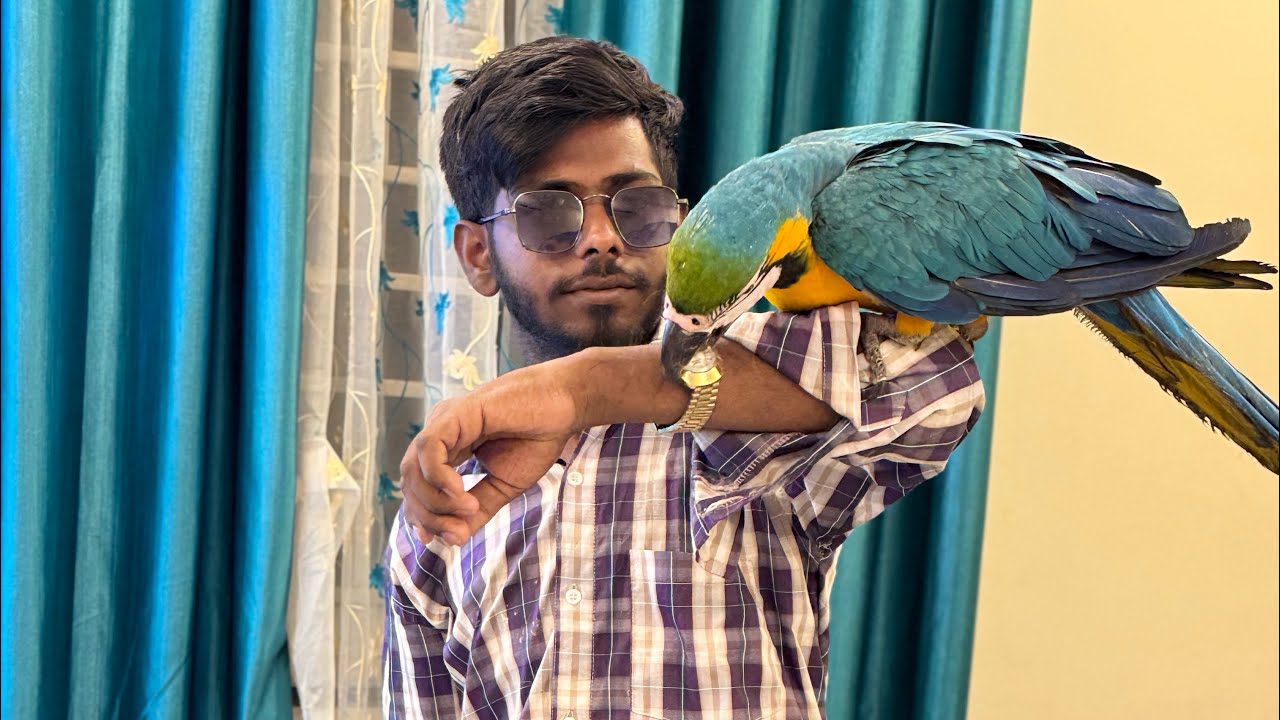 Macaw birds hand tame only for show not for sale social awareness video for pet lovers