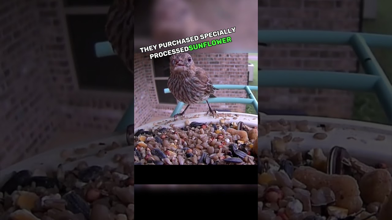 This person helped this bird with a deformed beak 🥹❤️ #shorts