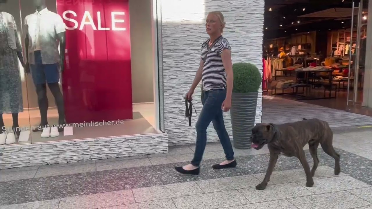 Deutscher Boxer“Elliot“ ausgebildet von Hundetrainer24