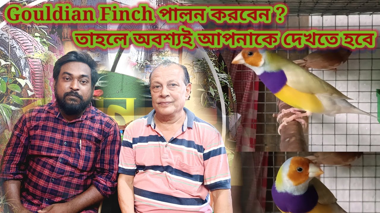 Gouldian Finch পালন করতে চাইলে অবশ্যই আপনাকে জানতে হবে। জেনে নিন নতুন পাখি পালকের কাছ থেকে