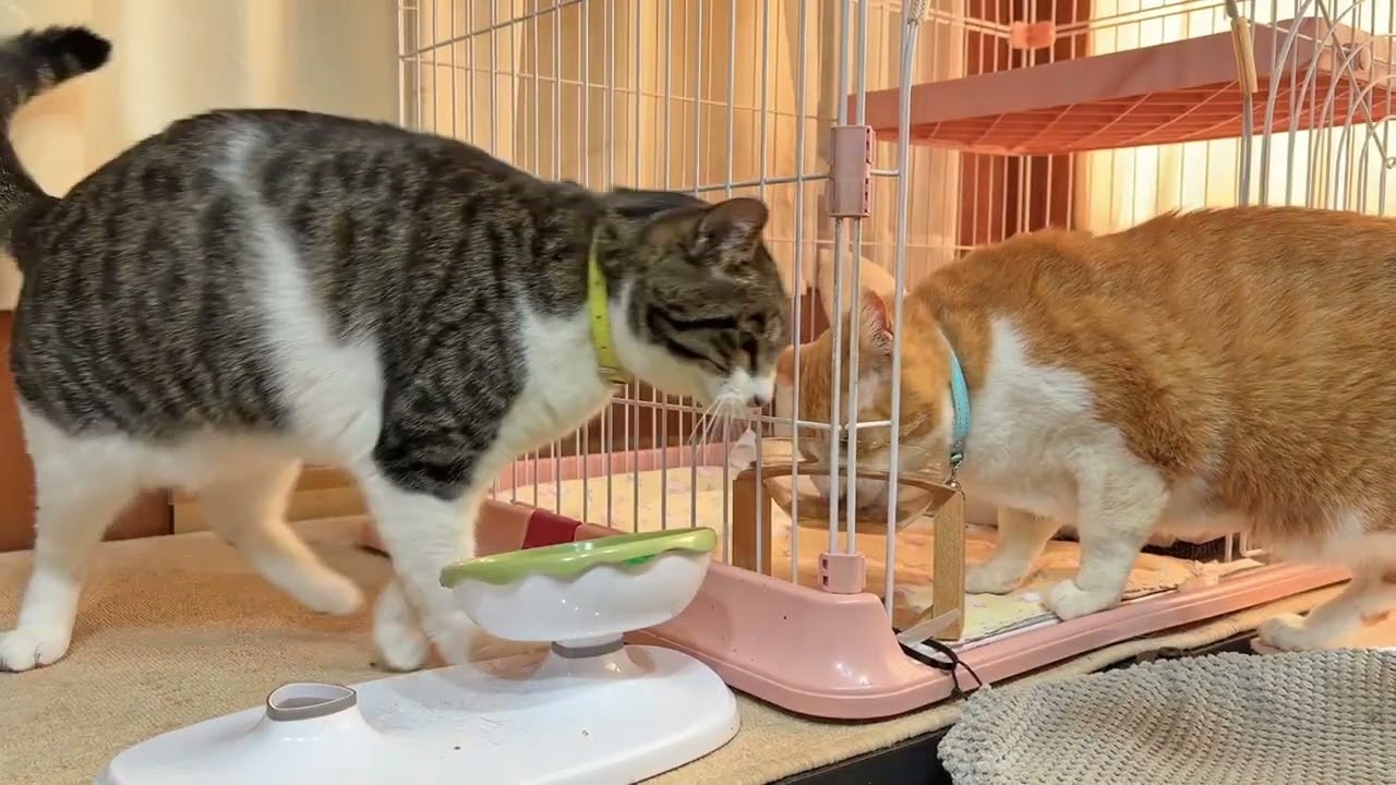 なかよし猫さんたちの朝ごはん【26年3月12日その1】